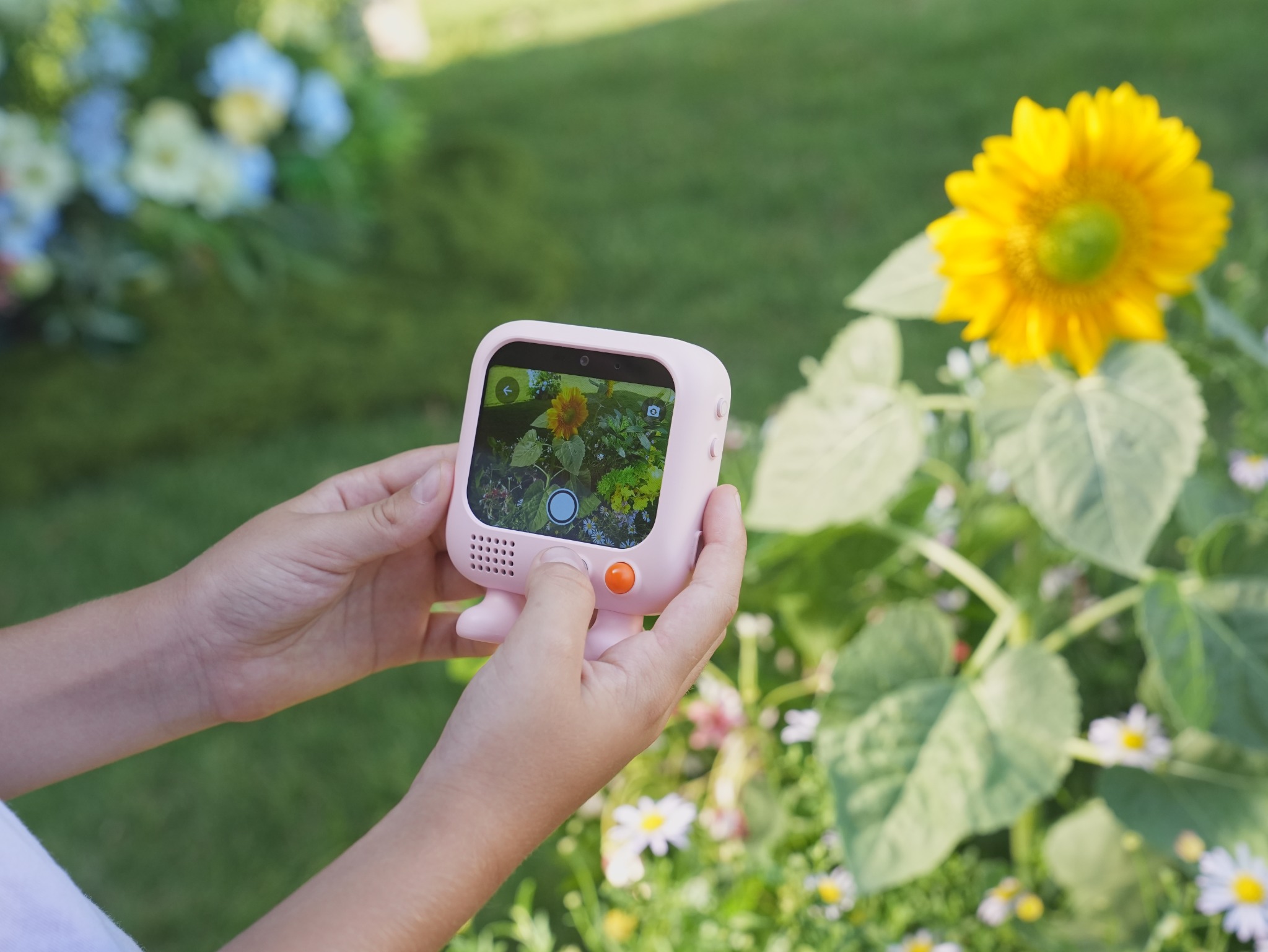 Hands holding Puddibear to photograph a sunflower